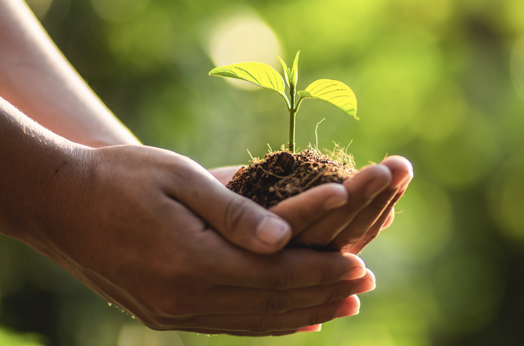 Coffee Creative’s Greenpop Certificate: A Heartfelt Approach to CSI